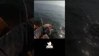 Olha o tamanho desse peixe , uma das melhores pescarias
