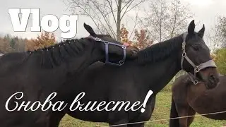Vlog! Увезла Рона в другую конюшню.