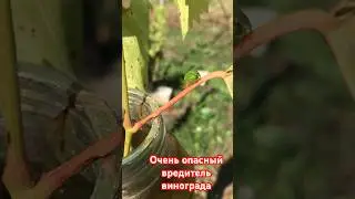 Буйволовидная цикадка, опасный вредитель на винограднике #виноград #сад #дача