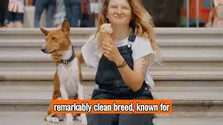 The Basenji - Top Personality Traits, Characteristics, and Facts