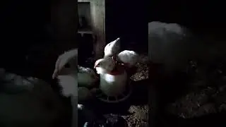Цыплятам 3 недели)