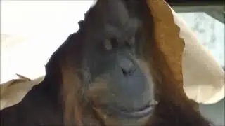 オランウータンのおもしろ動画 part2 (Забавное видео с орангутангами, часть 2 зоопарка Хигасияма )