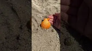 Finding Seashells! #beach #shorts #kidsvideo