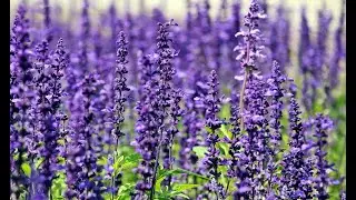 Garden Birdsong Relaxing Nature Sounds