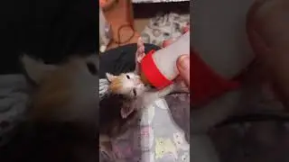 Ñam Ñam.ñam
