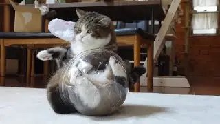 絶妙なバランスを崩されちゃったねこ。-It was my fault that Maru lost his perfect balance.-