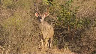 Alpha male Kudu | African wildlife
