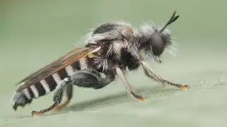 macro photography with smartphone ✓bee