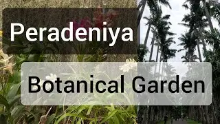 Royal Botanical Garden in Peradeniya, Sri Lanka
