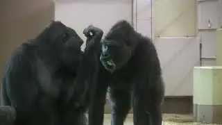 シャバーニ家族 1167  Shabani family gorilla