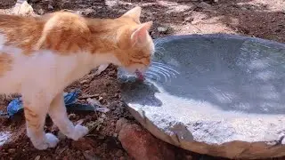 Water Vessel Made for Cats. March 27, 2023. Ambadas Uncle. Ramzan 2023.