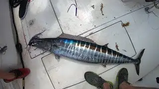 High Speed Wahoo Fishing and Big Vermilion Snapper