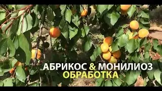 Обработка абрикос от болезней