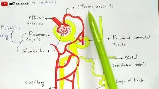 Structure of Nephron | Malphigian body | Renal tubule | Bio science