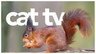 Cat TV | 20 Hours of Squirrels, Birds and More! ULTIMATE Entertainment for Cats