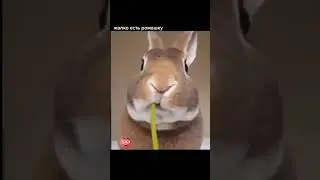 Жалко есть Цветочек