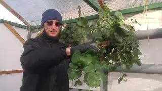 Клубника на гидропонике.Куда девать усы,слив воды 