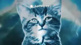 Песня Привет я кот. Cat Music