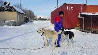 Вязка среднеазиатских овчарок. Продолжение с Сакаром.