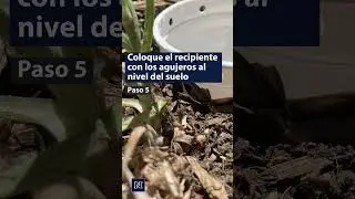 Trampas no tóxicas para atrapar tijerillas #plantas