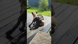 амбуль и франбуль