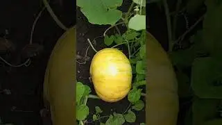 Ах, огурчики-помидорчики! 🥒🥒🥒🍅🍅🍅🧄🧄🧄