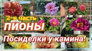 Посиделки у камина. Поговорим об ИТО-гибридах. Часть 2 / Сад Ворошиловой