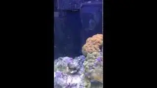 ORA Gold Nugget Maroon Clownfish