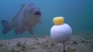 Tackle Fanatics TV - Water Wolf Underwater Camera