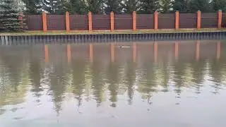 РЫБА КОРМИМ НА ДАЧУ!07.05.2024 год.