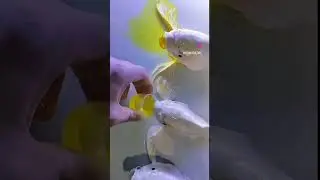 А вы поите своих Кои водой или тёплым чаем 🤣🤣🤣