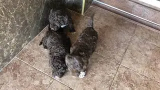 Щенки лаготто