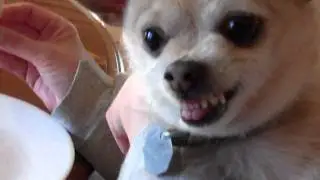 The Possessed Chihuahua
