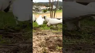 В Австралии попугаи повсюду ❤️  🦜 