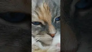 Моя принцесса :3 Обзор кота