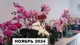 КРАСОТКА НОЯБРЯ..МОИ ЦВЕТУЩИЕ ОРХИДЕИ