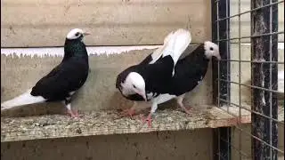 10 adet dişi hazır