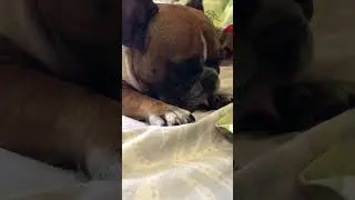 Прокидайся Іменинник! Жеклену 4 роки!