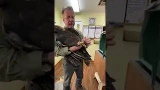 Golden Eagle