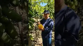 papaya, una delicia 😋