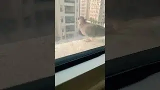 Cute birds