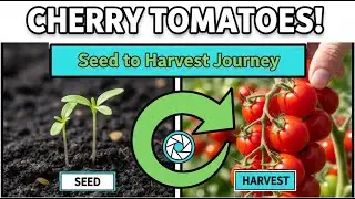 How to Grow Cherry Tomatoes from Seed to Harvest with Pictures!