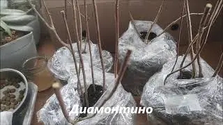 Посылка от ТД Гридино, качество гортензий отличное!