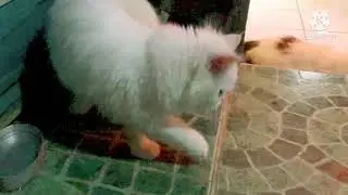 CAT SLOW MOTION : SO CUTE
