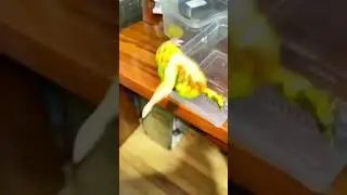 Funny Frog Fail Catch #shorts