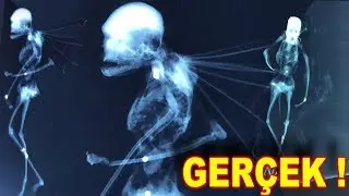 ARE THE 10 FAIRIES RECORDED REAL?