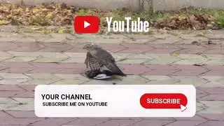 ЖЕСТЬ!!! ЯСТРЕБ ПЕРЕПЕЛЯТНИК ПОЙМАЛ ДОБЫЧУ /FALCON QUAIL CAUGHT PREY