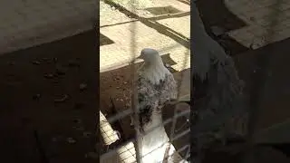 кудрявые голуби