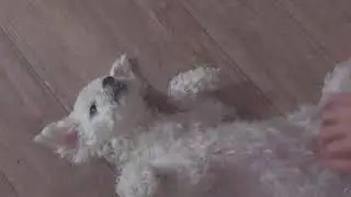 Tummy rub dog