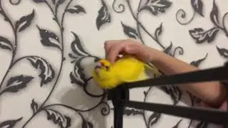 Parrot loves weasel